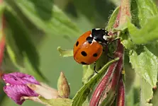P7267364 Siebenpunkt mit Blume.webp