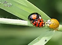 Flotter Dreier.webp
