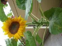 CIMG3363.webp