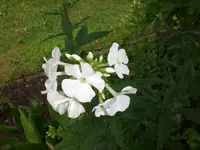 Garten Aug.1 017.webp