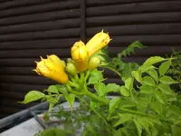 Garten Aug.1 018.webp
