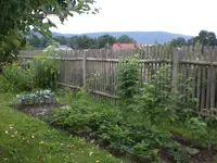 Garten Aug.1 019.webp