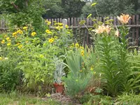 Garten Aug.1 021.webp