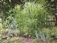 Garten Aug.1 022.webp