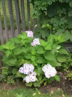 Garten Aug.1 034.webp