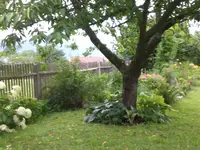Garten Aug.1 038.webp