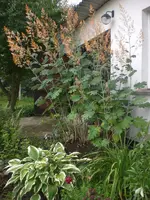 Garten Aug.1 036.webp