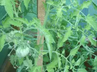 SL273495.webp