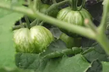 Garten 014.webp