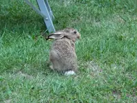 Borumir1.webp