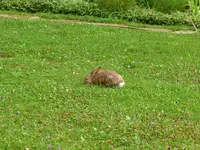 Borumir2.webp