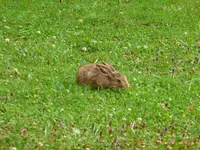 Borumir3.webp
