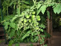 Jul29^18.webp