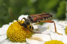 pollenpflug.webp