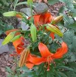P1110879_589_600.webp