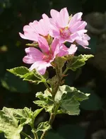 P1110918_459_600.webp