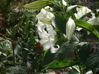P1120040_600_450.webp