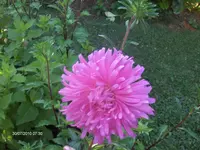 HPIM5175.webp