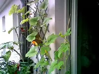 Zuchiniranke.webp
