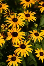 IMG_5269.webp