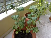 25072010805.webp