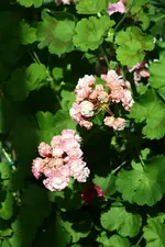 Hochstamm-Geranie mit Rosetten-Blüten.webp