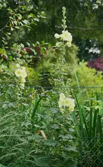 gelbe Stockrosen.webp