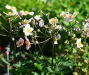 lila Akelei.webp