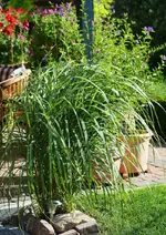 Ziergras Indian Summer.webp