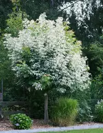 Harlekinweide wächst.webp