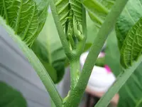 DSCF3831.webp