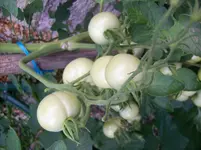 100_1450.webp