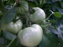100_1456.webp