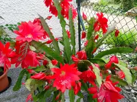 SDC11642.webp