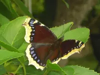 CIMG0560.webp