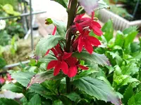 DSCF3830.webp