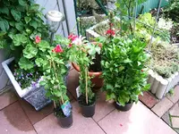 DSCF3829.webp