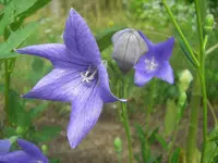 CIMG0570.webp