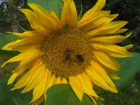 CIMG0571.webp