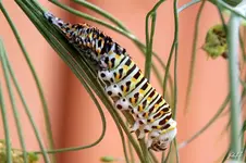 blog_1771-Raupe-Häutung.webp