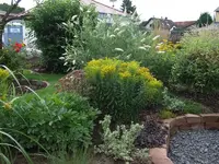 buddleja+goldrute.webp