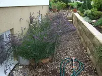 lavendel versperrt weg.webp