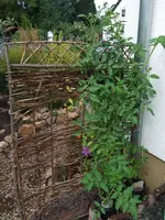 tomate an clematis.webp