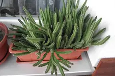 Garten 002.webp