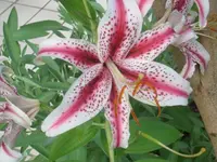 CIMG4697.webp