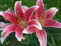 CIMG4699.webp