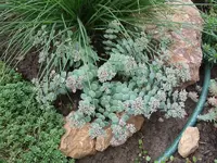 sedum sieboldi.webp