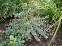 sedum2.webp