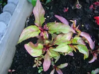DSCF3834.webp
