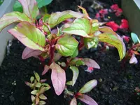 DSCF3836.webp